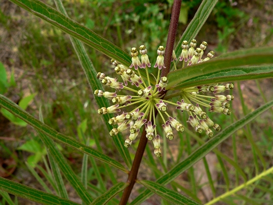 {Asclepias hirtella}
